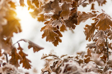 Leaves of oak tree with hoarfrost in forest