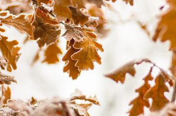 Leaves of oak tree with hoarfrost in forest