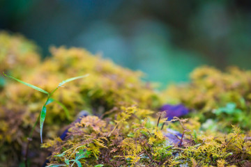 Leaf on Moss on tree background