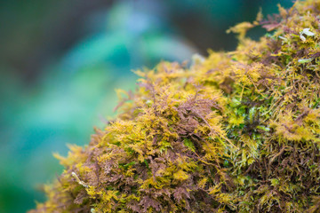 Moss on a tree in the forest