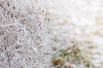 White wintry hoarfrost background