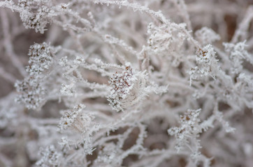 White wintry hoarfrost background