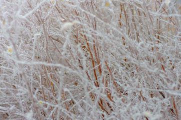 White wintry hoarfrost background