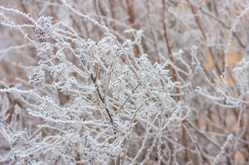 White wintry hoarfrost background