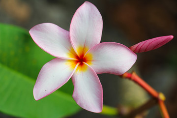 Plumeria flower.