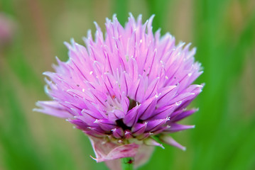 Blooming chives closeup