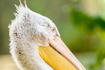 Wild Pelican Portrait In The Danube Delta