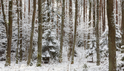 Winter landscape of natural forest with dead spruce trees