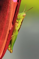 grasshopper hang on water lilly.