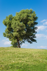 Fototapeta na wymiar Green field with tree and blue sky background. 