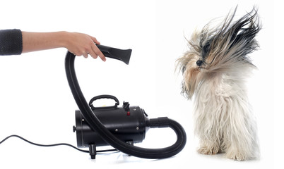 Hair dryer for dog