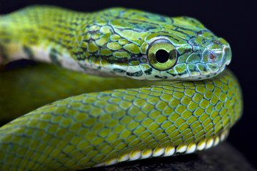Green ratsnake (Rhadinophis prasinum)