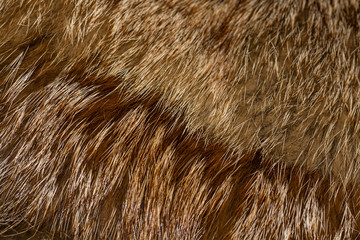Classy red fox fur, undercoat
