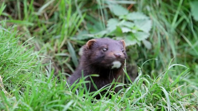 American Mink looking around in the grass