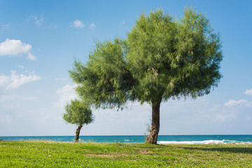 Green field with tree and blue sky background. 