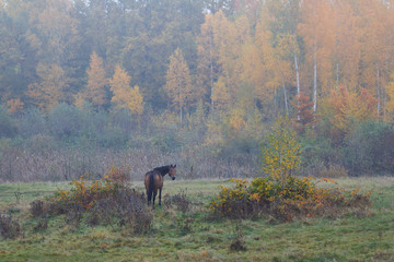 Obraz na płótnie Canvas Wild horse in the fog
