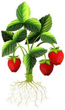 Fresh strawberry on the tree