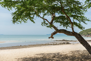 Green tree on the beach in Thailand