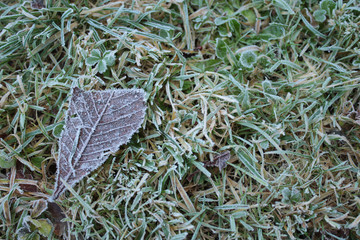 Frosty leaves