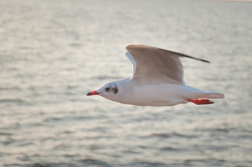Seagull flying on the sea