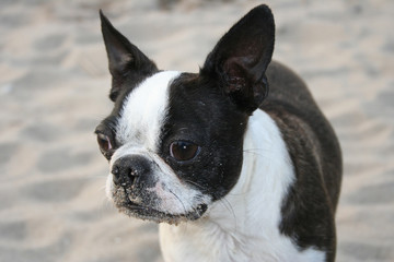 Boston Terrier am Strand