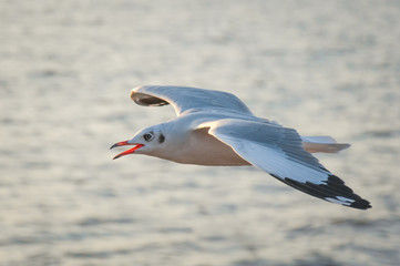 Seagull flying on the sea