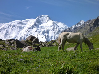 white horse on the meadow with snow capped mount Karakol in the background