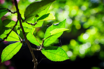 Green leaves with branch in closeup