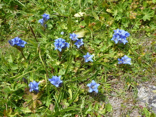 tiny blie flowers in the grass