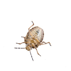 Brown shield bug on a white background