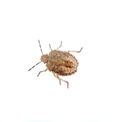 Brown shield bug on a white background