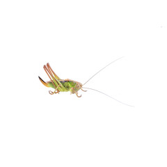 Green brown grasshopper on a white background