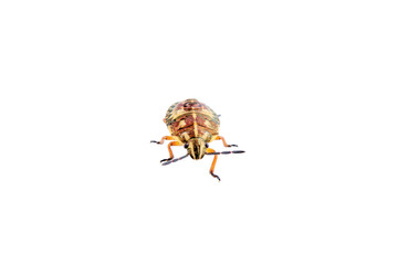 Brown shield bug on a white background