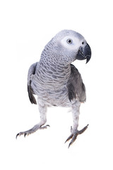  african gray parrot