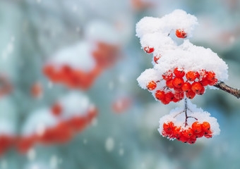 Background with bright red berries of mountain ash under snow