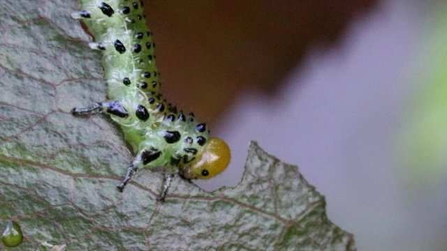 Rose Sawfly Lava on Rose