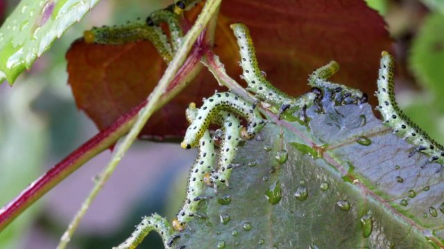Rose Sawfly Lava on Rose