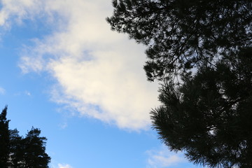 Ветви деревьев на фоне голубого неба с белыми облаками