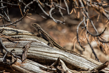 Desert Lizard