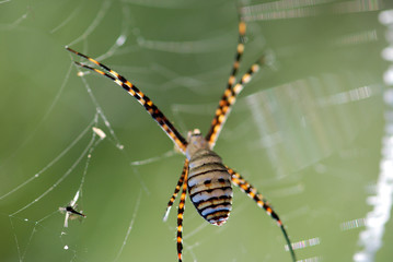 ARGIOPE BRUENNICHI. ARAÑA TIGRE