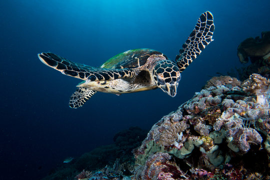 A Hawksbill Turtle - eretmochelys imbricata - swims under the sun. Taken in Komodo National Park, Indonesia.
