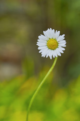 Daisies flower