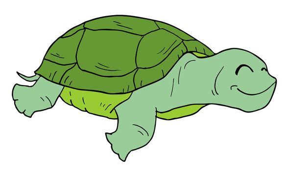funny turtle
