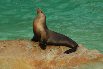 Obraz premium Seehund Robbe