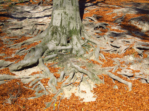 big crooked roots of old beech tree and fallen orange leaves on bright autumn day