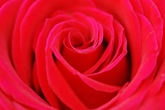 ROSAL ROJO