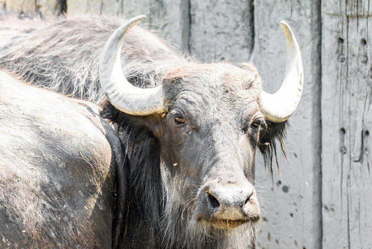 Wild Horned Bull Portrait Close Up