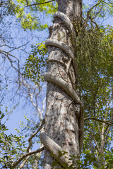 Fototapeta premium Parasite plant coiled on a big long tree on a jungle