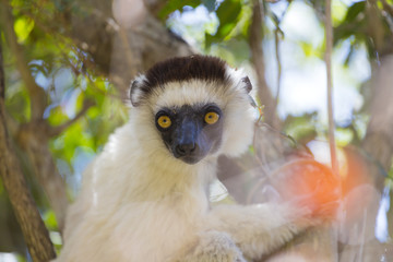Verreaux's Sifaka lemur portrait on a nature forest park