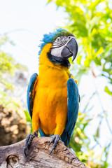 Blue parrot macaw